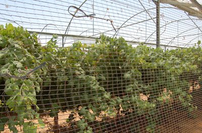 Vineyards in the desert region of Arava highlight Israel's successful approach to innovative water solutions (Photo: James S. Galfund)