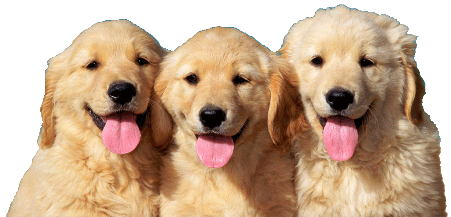 Israel Bonds Ottawa Israel Guide Dog Center Landing Page