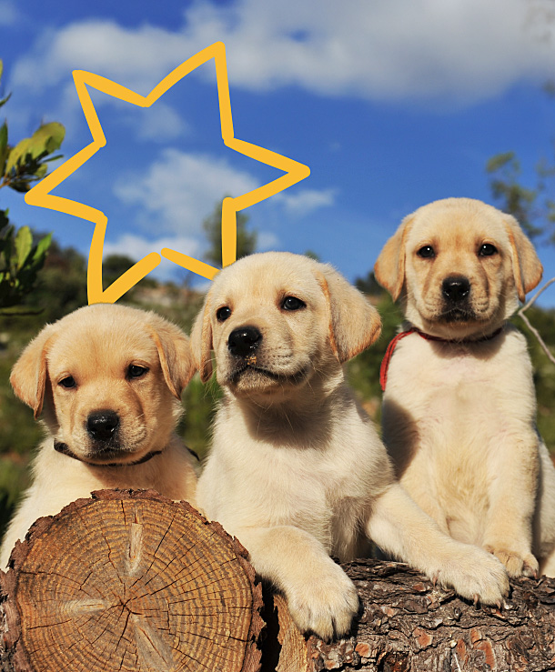 Israel Bonds Ottawa Israel Guide Dog Center Landing Page