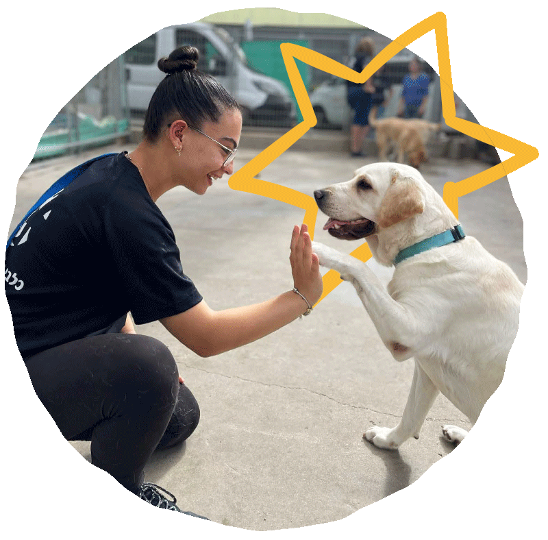Israel Bonds Ottawa Israel Guide Dog Center Landing Page